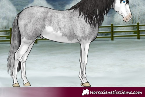 Horse Color:Smoky Blue Roan Splash 