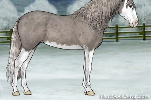 Horse Color:Silver Blue Roan Sabino Splash 