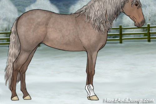 Horse Color:Silver Blue Roan 