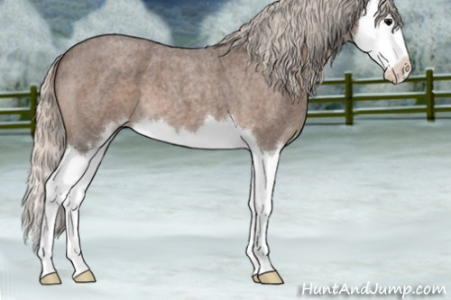 Horse Color:Silver Blue Roan Sabino Splash