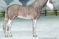 Horse Color:Silver Blue Roan Sabino Splash 