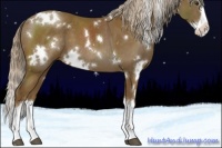 Horse Color:White Spotted Chocolate Palomino Splash 