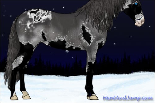 Horse Color:Black Splash Appaloosa 