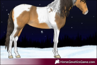 Horse Color:Buckskin Tobiano