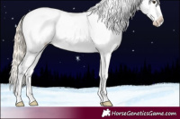 Horse Color:Chocolate Palomino Appaloosa 