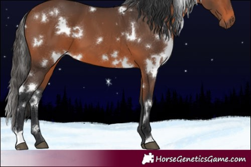 Horse Color:White Spotted Bay 