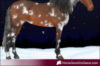 Horse Color:White Spotted Bay 