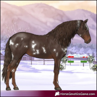 Horse Color:White Spotted Liver Chestnut 