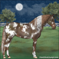 Horse Color:White Spotted Liver Chestnut 