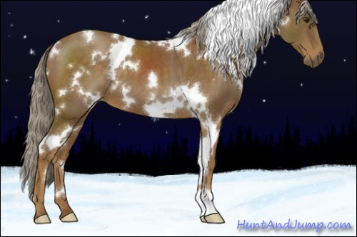 Horse Color:White Spotted Chocolate Palomino 