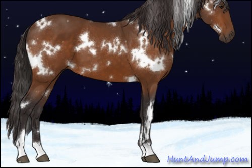 Horse Color:White Spotted Buckskin