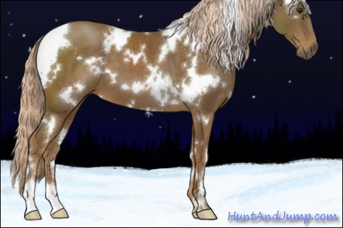 Horse Color:White Spotted Chocolate Palomino