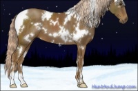 Horse Color:White Spotted Chocolate Palomino