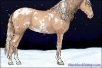 Horse Color:White Spotted Gold Champagne