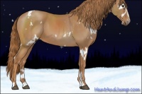 Horse Color:White Spotted Chestnut Sabino 