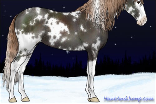 Horse Color:White Spotted Liver Chestnut Splash 