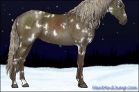 Horse Color:White Spotted Chocolate Palomino 