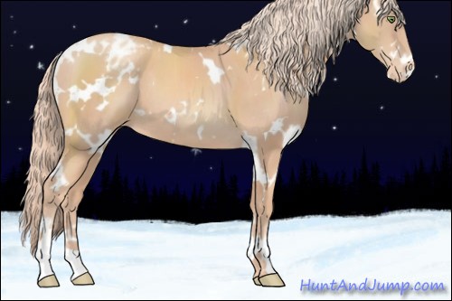 Horse Color:White Spotted Gold Champagne Appaloosa 