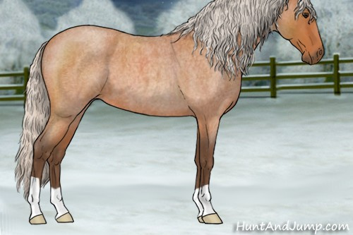 Horse Color:Silver Bay Roan 