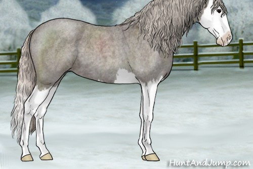 Horse Color:Silver Blue Roan Splash