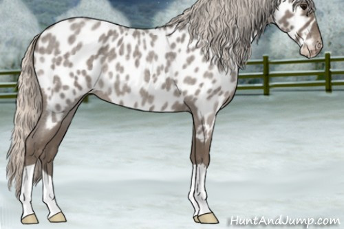 Horse Color:Silver Blue Roan Appaloosa 