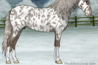 Horse Color:Silver Blue Roan Appaloosa 