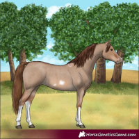 Horse Color:Red Dun Roan Splash Frame Rabicano 