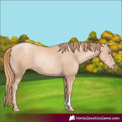 Horse Color:Gold Champagne Pearl Rabicano and Gold Champagne Pearl