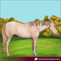 Horse Color:Gold Champagne Pearl Rabicano and Gold Champagne Pearl