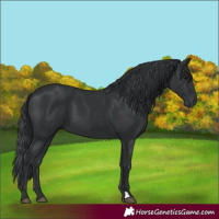 Horse Color:Black 
