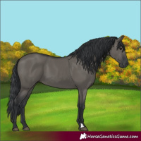 Horse Color:Grullo 