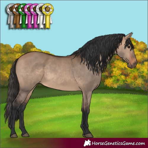 Horse Color:Bay Dun 