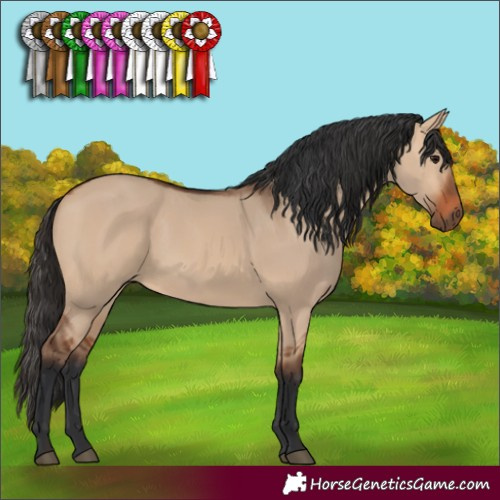 Horse Color:Bay Dun 