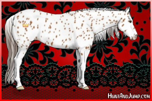 Horse Color:Buckskin Sabino Tobiano Appaloosa