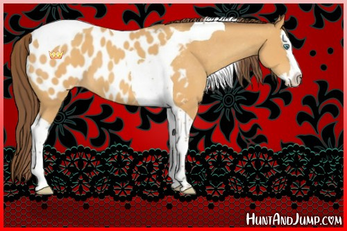 Horse Color:Sable Cream Champagne Splash Tobiano Appaloosa 