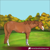 Horse Color:Chestnut 
