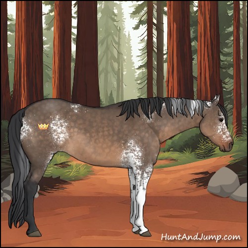 Horse Color:White Spotted Brown Dun