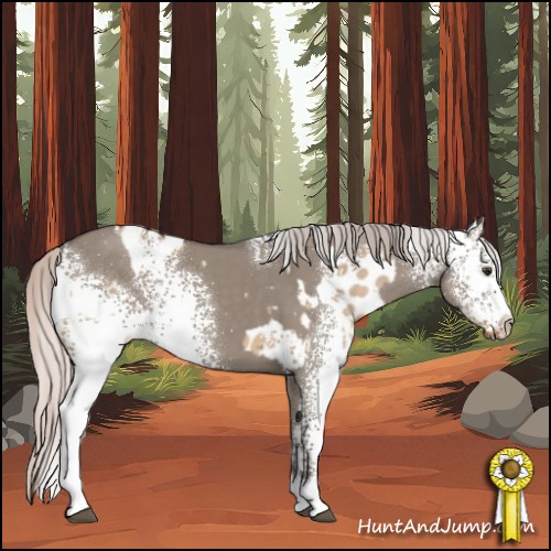 Horse Color:White Spotted Silver Brown Dun Appaloosa  and White Spotted Silver Grullo 