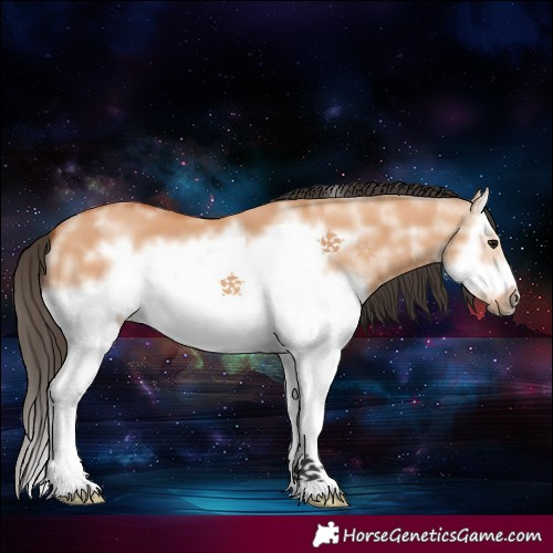 Horse Color:Bay Dun Sabino Splash Frame 