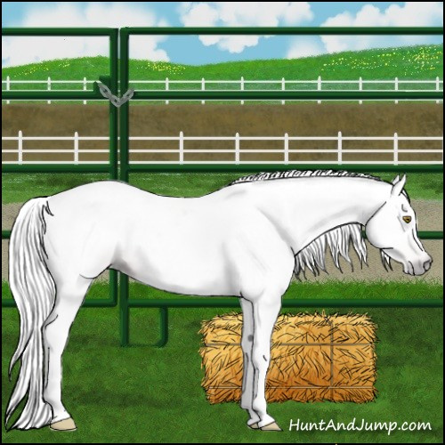 Horse Color:Gray Gold Champagne 