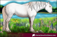 Horse Color:Gray Gold Champagne Ice