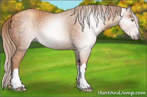 Horse Color:Gray Gold Champagne 