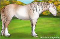 Horse Color:Gray Gold Champagne