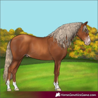 Horse Color:Gray Gold Champagne 