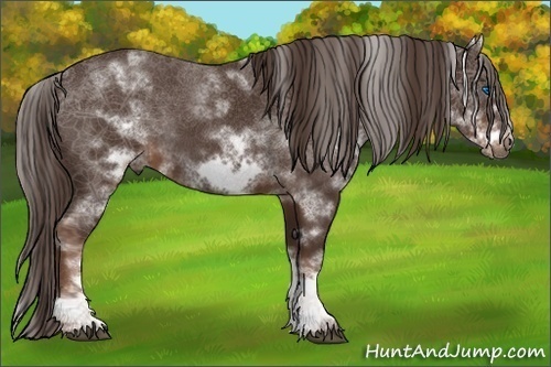Horse Color:White Spotted Liver Chestnut Frame 