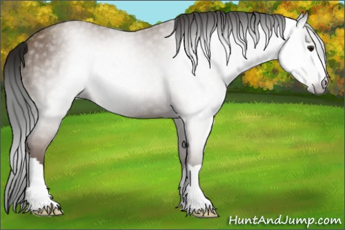 Horse Color:Gray Classic Champagne