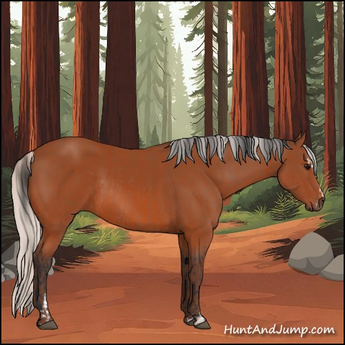 Horse Color:Bay Sabino Rabicano and Silver Bay Sabino Rabicano