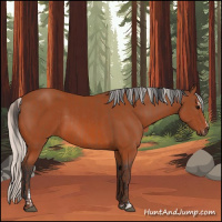 Horse Color:Bay Sabino Rabicano  and Silver Bay Sabino Rabicano 