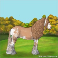 Horse Color:Chestnut Sabino Splash