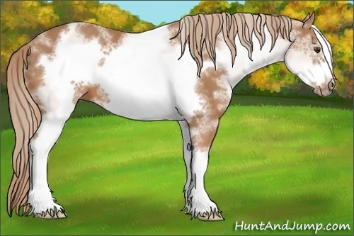 Horse Color:White Spotted Chestnut Sabino Frame